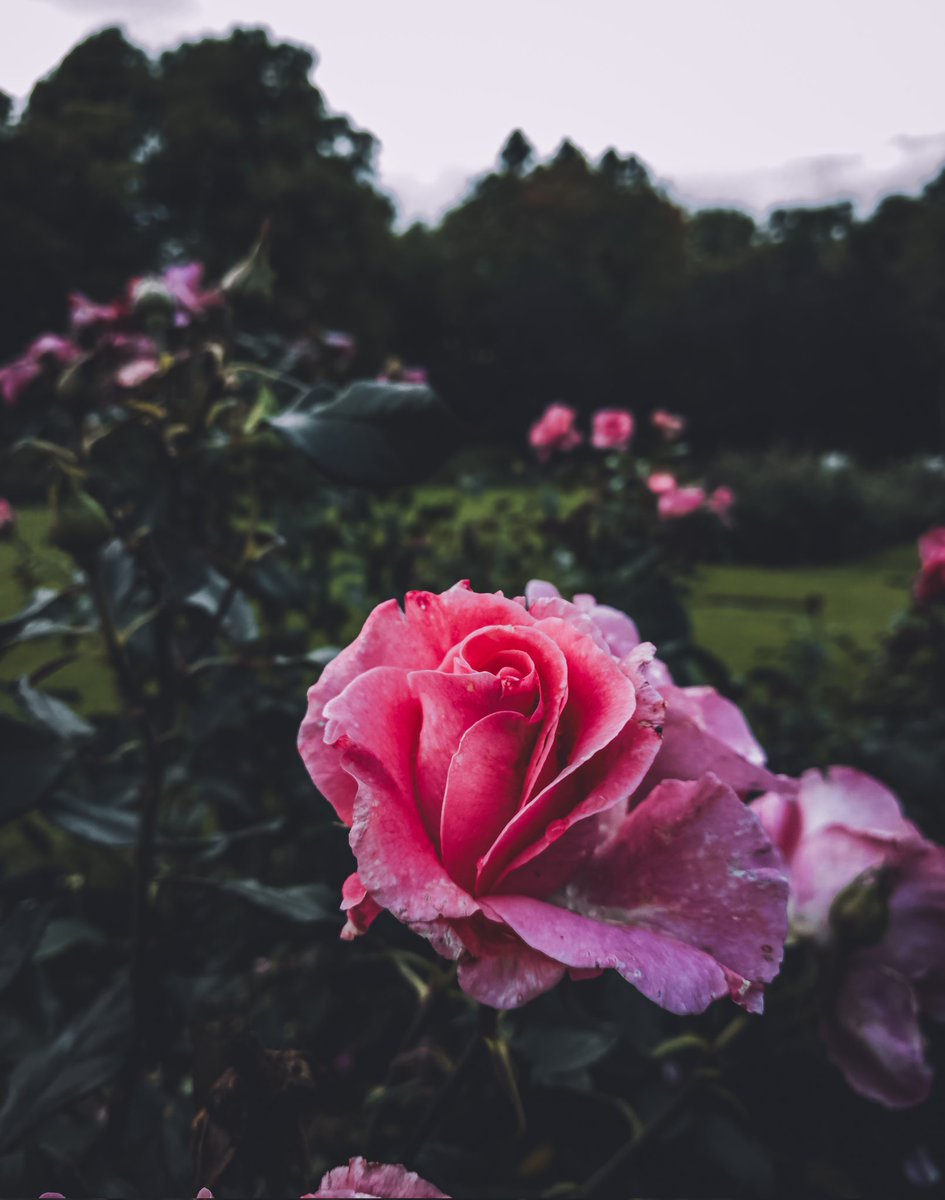 Tommihg's tweet image. Been having fun with
 #Nokia9Pureview #Nokia #HMD #Pureview