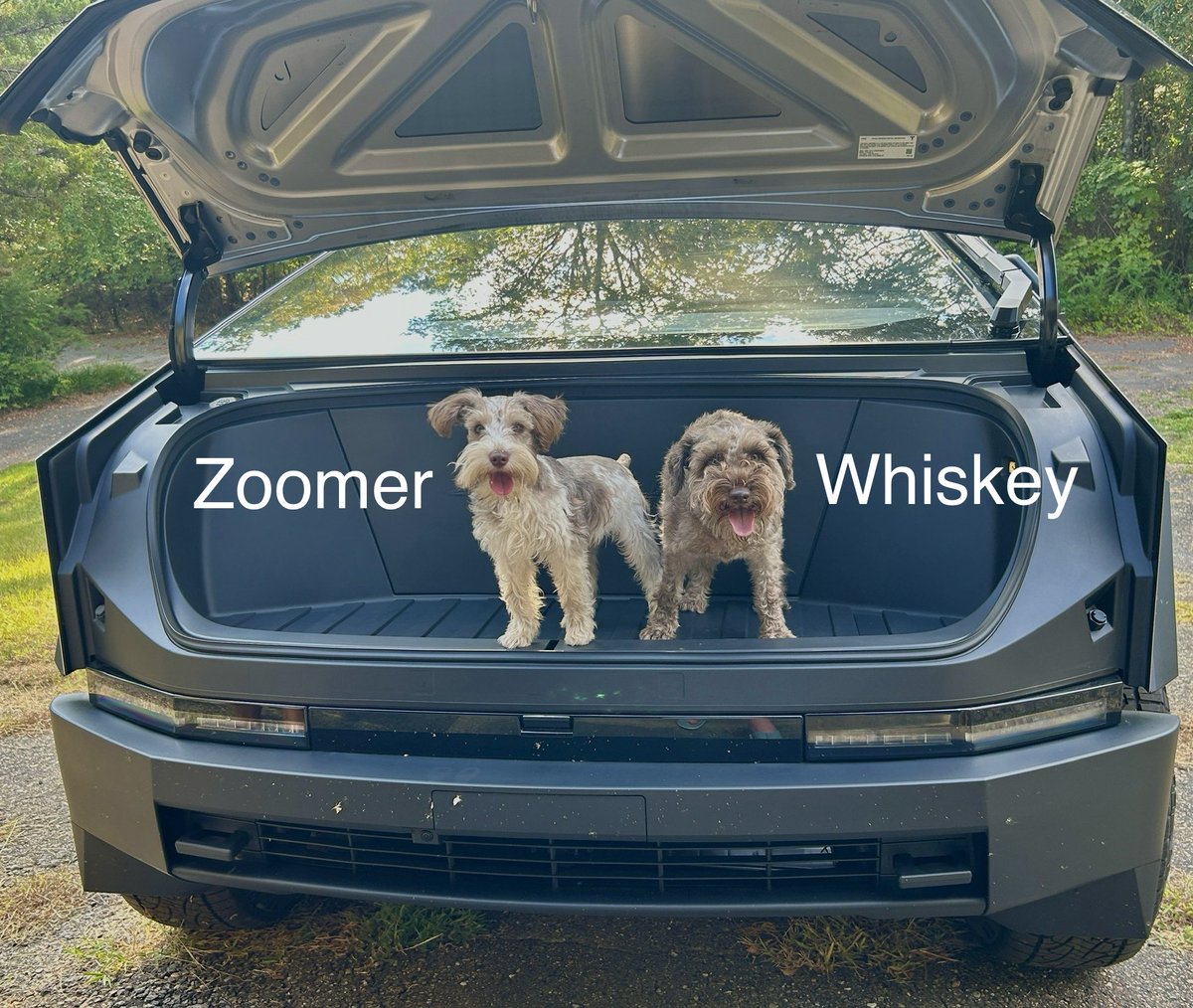 28delayslater's tweet photo. FRUNKPUPPYFRIDAY RETURNS

It’s time to vote for the #FrunkPuppyFriday pic of the week. 

Vote in the POLL below https://t.co/8UFtIDJ9Ek