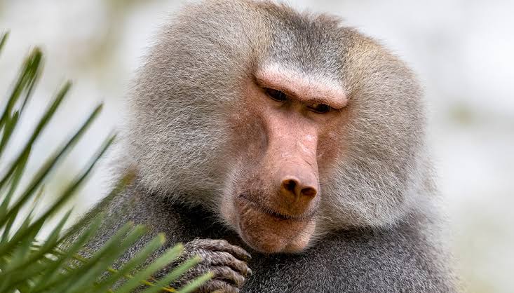 Why do they resemble each other?
<a href="/PoornimaNimo/">Dr Poornima 🇮🇳</a> <a href="/Iyervval/">Abhijit Iyer-Mitra</a> <a href="/theAshleyMolly/">Ashley (Molly)</a> <a href="/sathyashrii/">SriSathya</a>