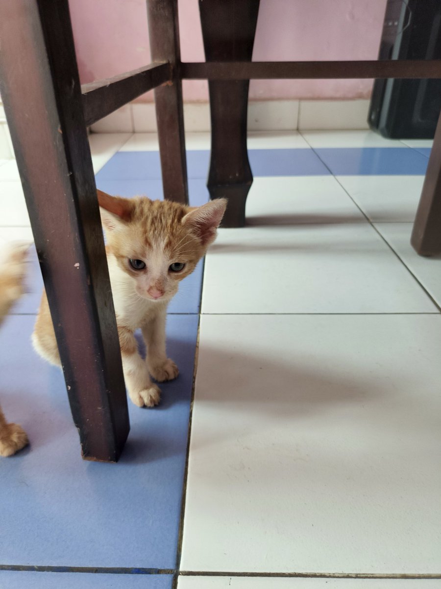 Female kitten for adoption 

Age -1.5 months
Location - delhi 
For adoption DM 

<a href="/joedelhi/">Ajay Joe</a> <a href="/vfanimals11/">voiceforanimals11</a>