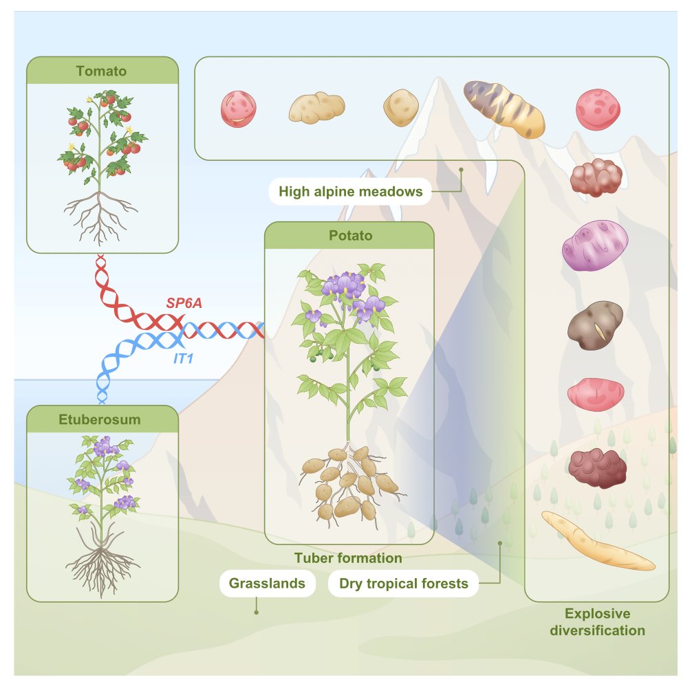 Ancient hybridization underlies tuberization and radiation of the potato lineage, pubmed.ncbi.nlm.nih.gov/40749684/