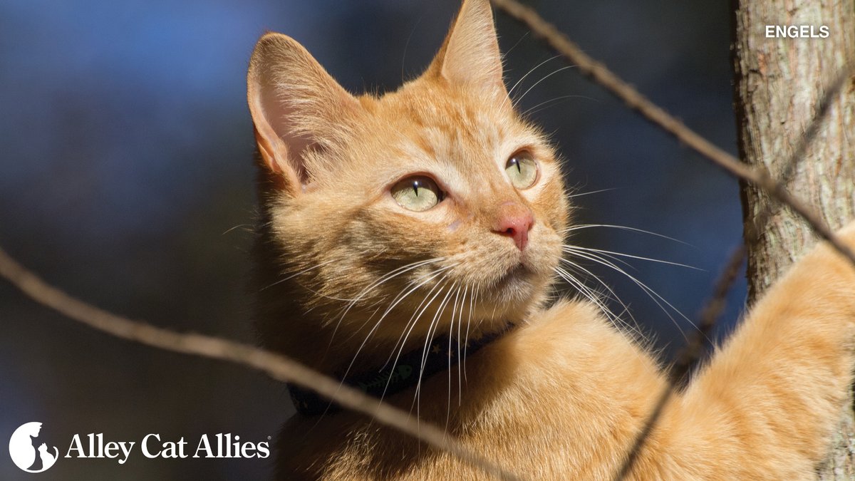 alleycatallies's tweet image. The keys to happy community cats:

💙 Trap-Neuter-Return (#TNR) - no more mating, pregnancy or kittens!
💙 Outdoor shelter in a safe area
💙 Regular mealtimes at the same time and place 
💙 A community where they can live in peace with their feline families in their outdoor homes