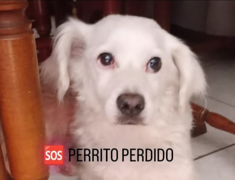 Benito se perdió ayer desde el sector de Urmeneta, comuna de Recoleta en Punta Arenas. Es viejito, sufre de asma y no sabe andar solo en la calle. Si alguien lo ve, por favor retener y comunicarse al +56991534588 o al +56974163177. Favor RT!
#PuntaArenas