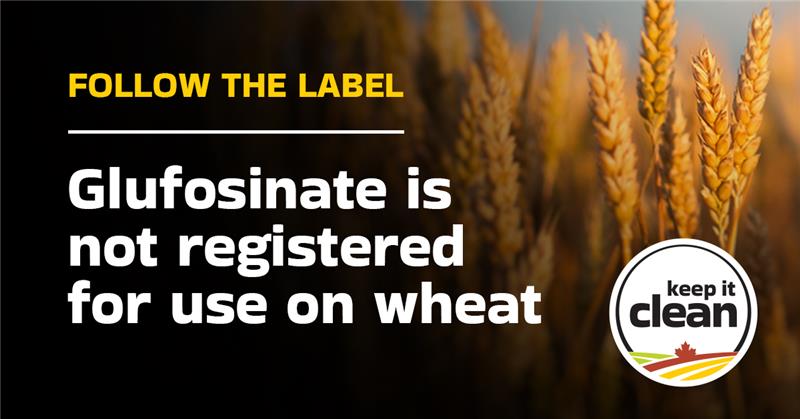 Sask Wheat (@saskwheat) on Twitter photo As harvest is underway in some areas, we would also like to remind the cereals value chain that glufosinate-ammonium is not registered for use on wheat and should never be used as a desiccant. There are missing and misaligned MRLs in our export markets for glufosinate-ammonium, As harvest is underway in some areas, we would also like to remind the cereals value chain that glufosinate-ammonium is not registered for use on wheat and should never be used as a desiccant. There are missing and misaligned MRLs in our export markets for glufosinate-ammonium,