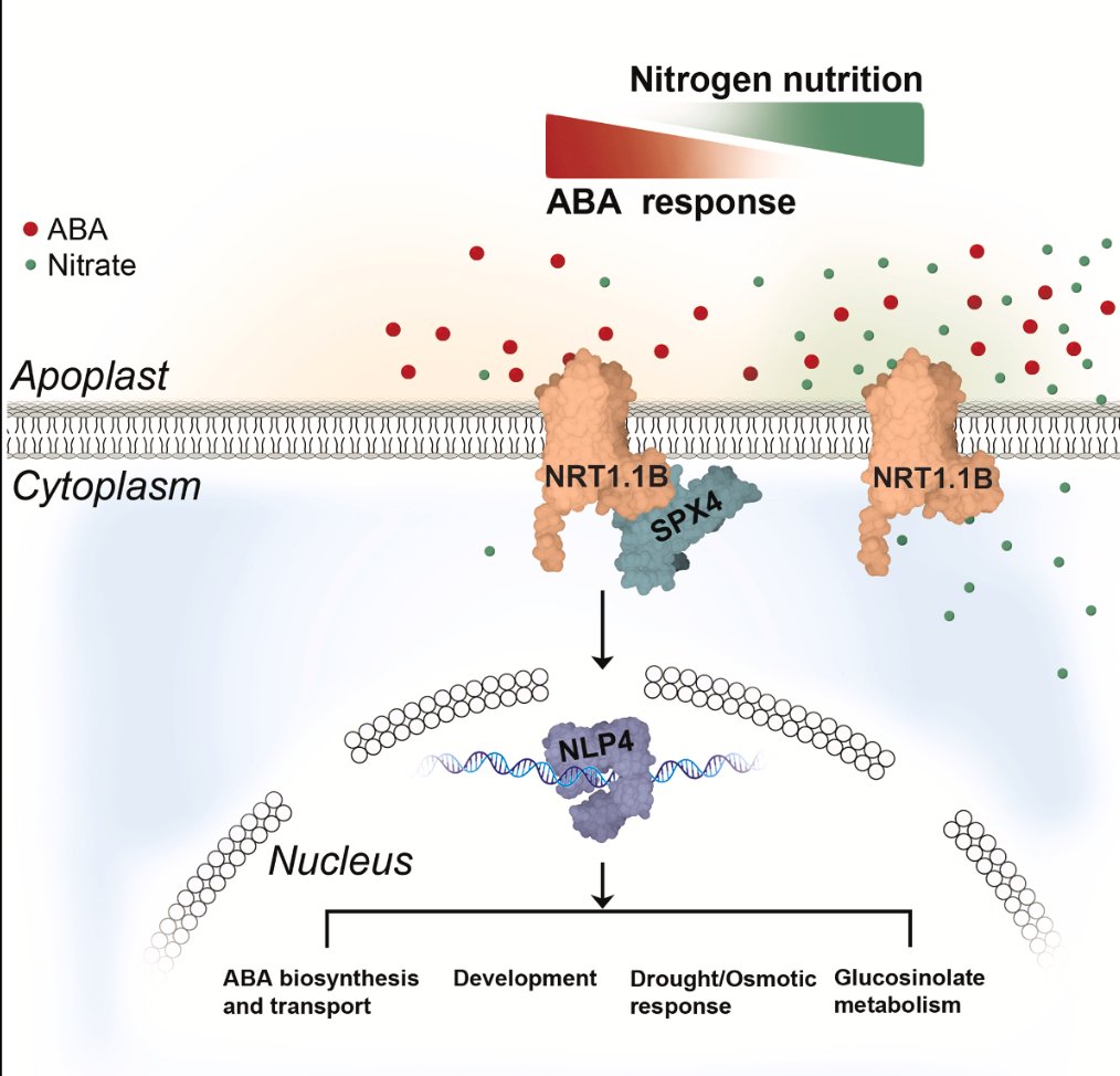 NRT1.1B acts as an abscisic acid receptor in integrating compound environmental cues for plants, sciencedirect.com/science/articl…