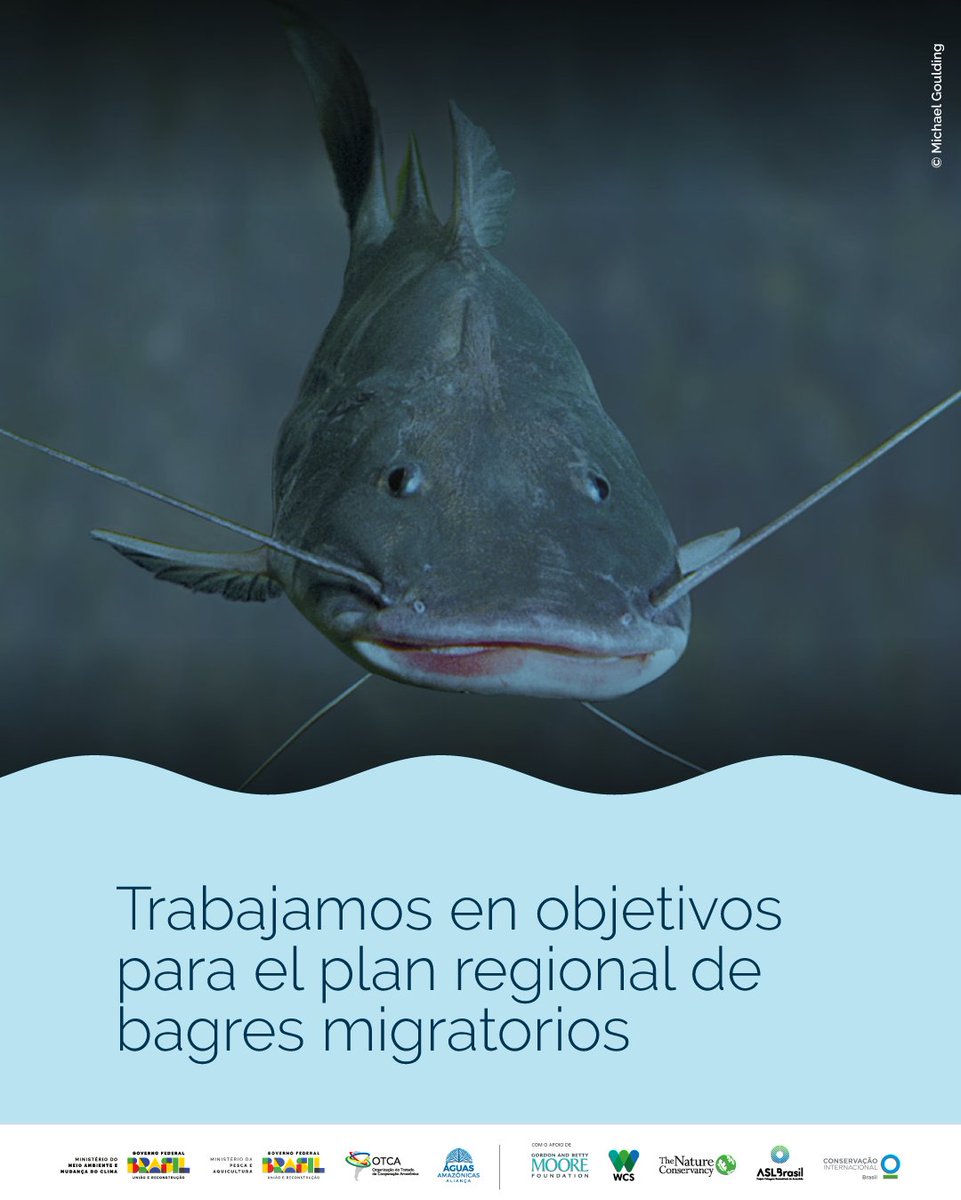 1/ 🐟 En Brasilia, delegaciones de Bolivia, Brasil, Colombia, Ecuador, Perú y Venezuela, aliados regionales, trabajan en el Plan de Acción Regional para los bagres migratorios amazónicos. Te contamos los cinco objetivos que guían este esfuerzo conjunto.