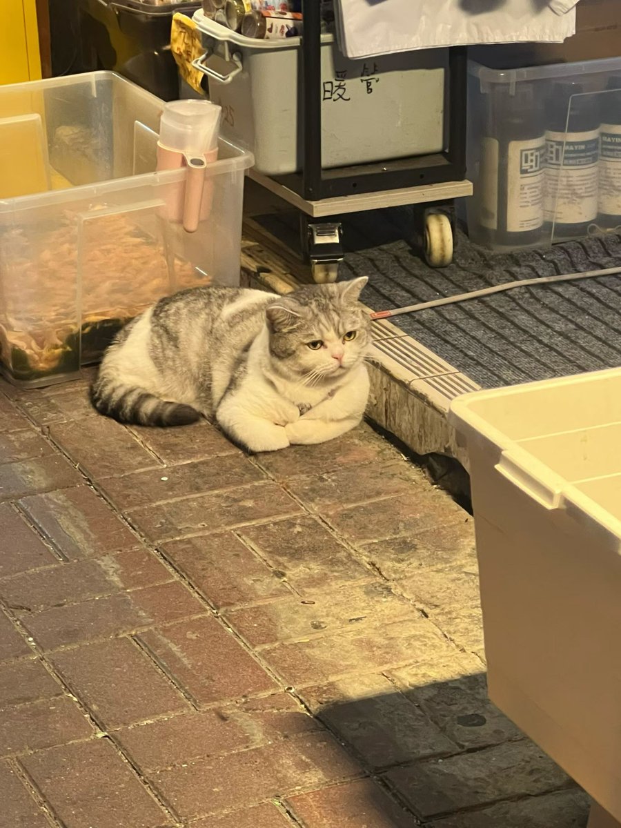 街边猫猫