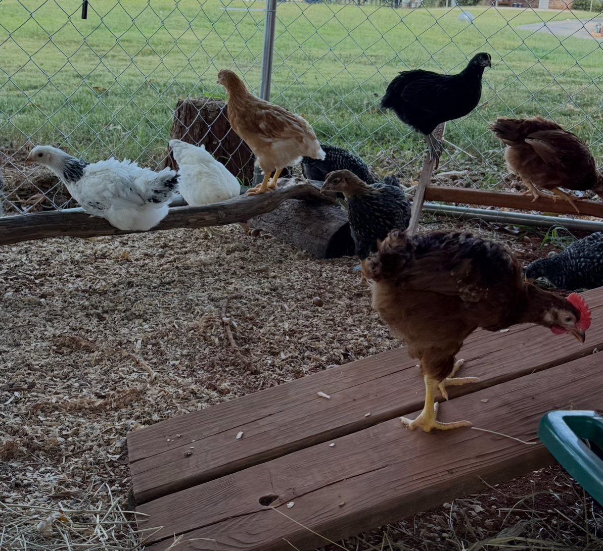 The new chicks made it outside. Now the count down to fresh eggs.