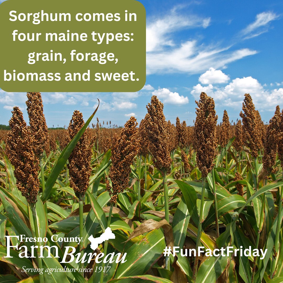#California grows #sorghum for animal feed.
#FCFB #FunFactFriday #FarmFactFriday #CAGrown