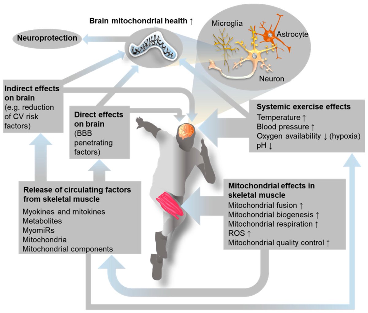 NTFabiano's tweet image. You&apos;re not at your cognitive potential if you&apos;re not at your physical potential.