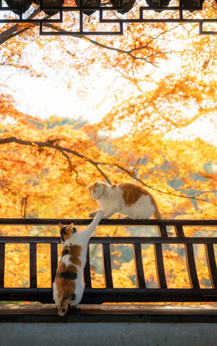 秋天之猫猫