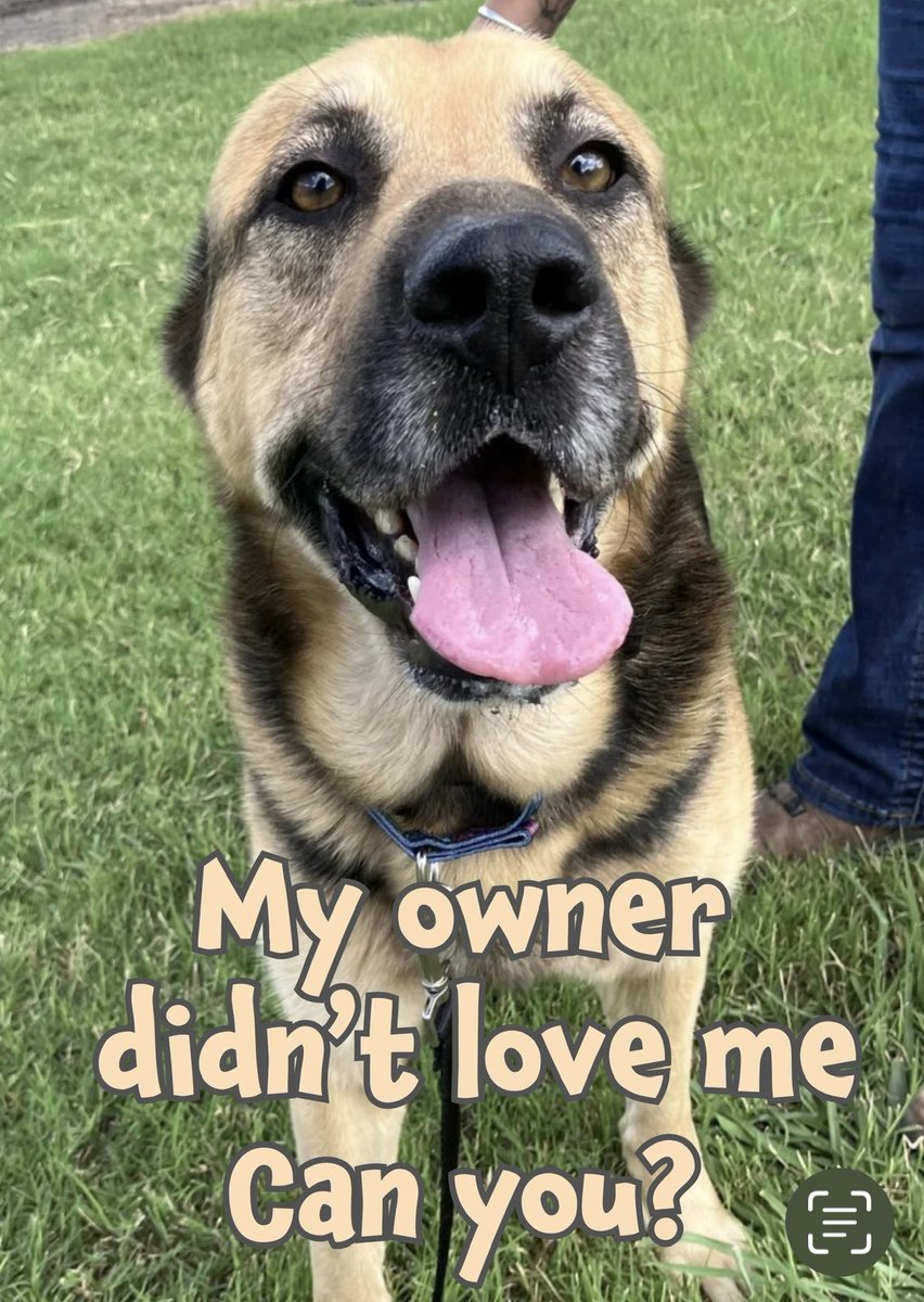 RoCoGB's tweet photo. 🆘Plz help save DOBBY
He FACES IMMINENT DEATH
Age5 German Shep #A382563
So good natured & DOESN’T know his loyalty’s been BETRAYED by POS owner who’s given him up 2 DIE🤬💔
DOBBY’s BEWILDERED, SUBDUED
Beautiful sad face, his ears say “I’m SCARED”😭
DOBBY needs help #Pledge4 #Rescue
🏥Can anyone offer 2 SPONSOR heart worm care, 2 SAVE HIM🙏
Location:
Corpus Christi Animal Care Shelter
2626 Holly Road
Corpus Christi
TX US 78415
ccacsrescues@cctexas.com
361-826-4630
Include Name & ID
Out-of-State adopters need to contact me!
The shelter DOES NOT accept #pledges
Plz make your pledge HERE in this post
If a rescue organisation saves a dog. The rescue will receive pledges to help towards caring for the dog.