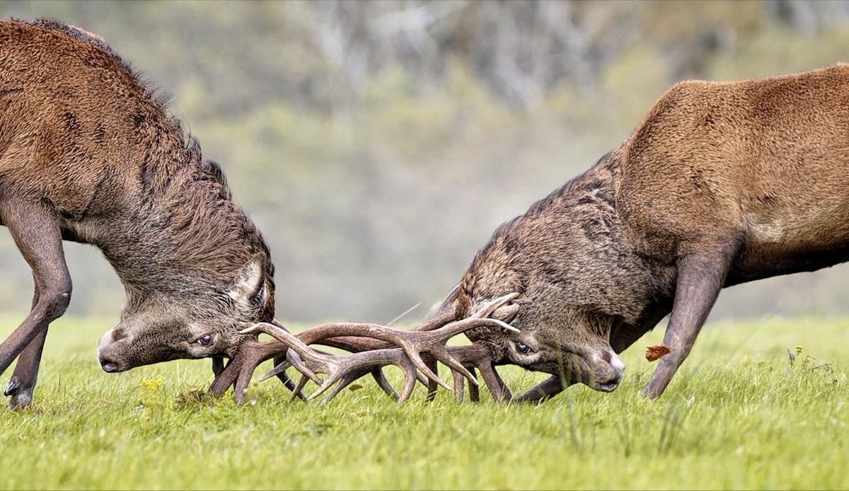 Join us on our annual Red Deer Rut Watch event in Killarney National Park on Sunday October 12th. Booking link below. The breeding season for wild deer known as the “rut” is one of the highlights of the wildlife calendar. 
eventbrite.ie/e/irish-deer-c…
