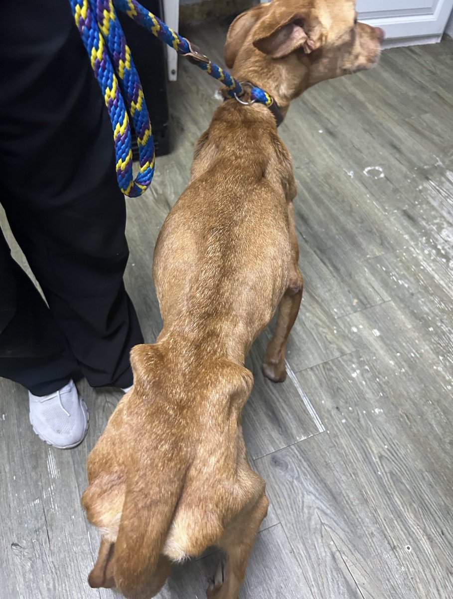 dog_rates's tweet image. This is Petunia. She was found starving, every bone in her body was visible, and she had significant fractures in both hips. Once she&apos;s healthy enough for surgery, she will need her hips repaired and physical therapy. You can donate to her care below ❤️‍🩹

15outof10.org/petunia