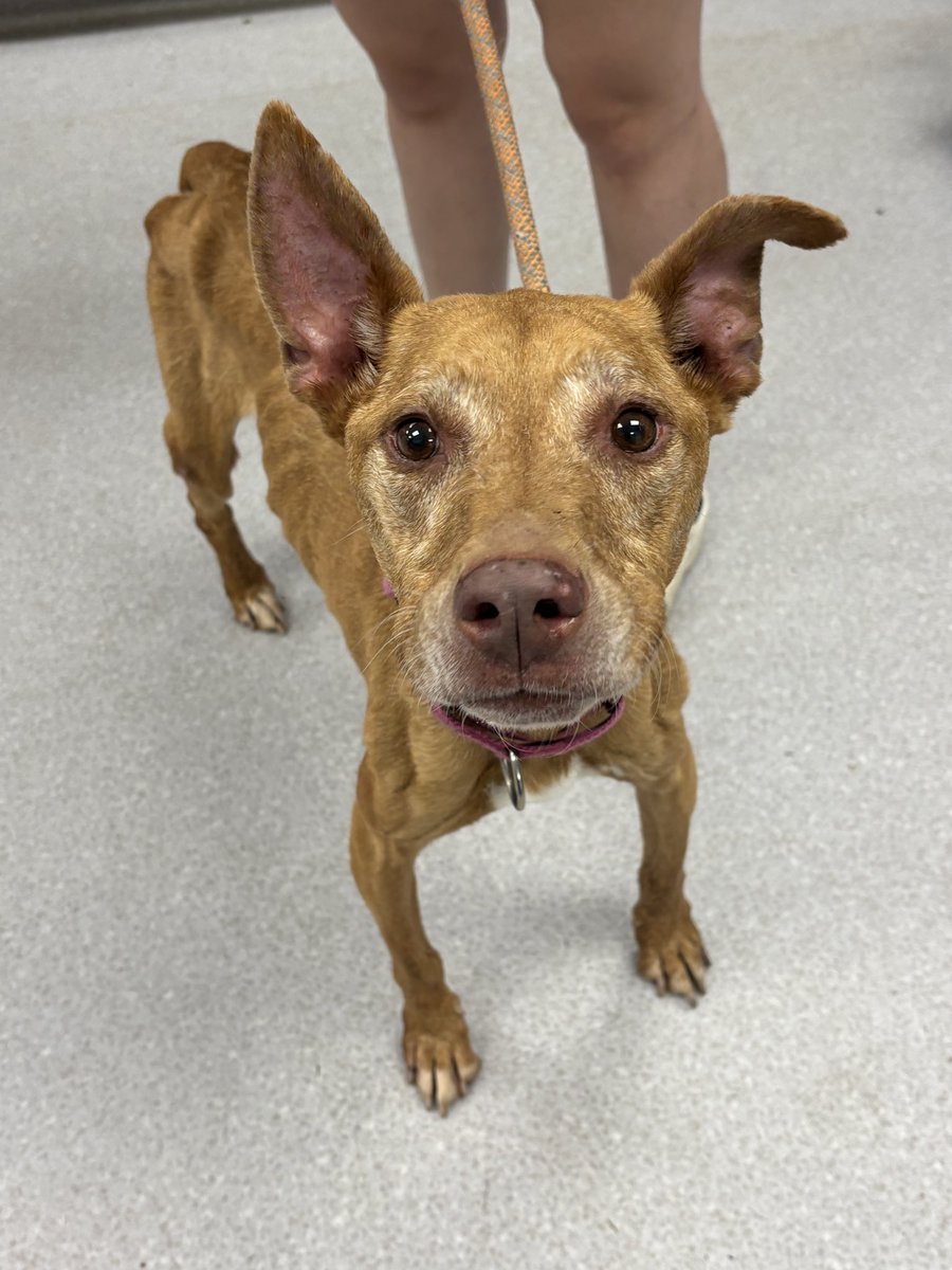 dog_rates's tweet image. This is Petunia. She was found starving, every bone in her body was visible, and she had significant fractures in both hips. Once she&apos;s healthy enough for surgery, she will need her hips repaired and physical therapy. You can donate to her care below ❤️‍🩹

15outof10.org/petunia