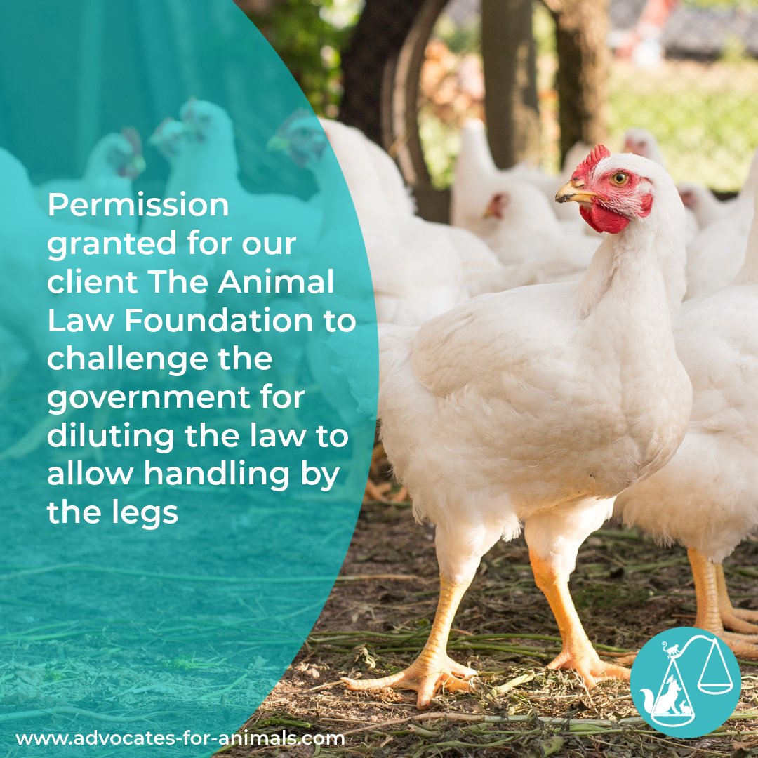 We’re pleased to share that the High Court has granted permission for our client, <a href="/AnimallawFDN/">The Animal Law Foundation</a> , to challenge the Government’s decision to dilute animal welfare protections by allowing chicken to be handled by their legs.

This builds on our earlier success in securing