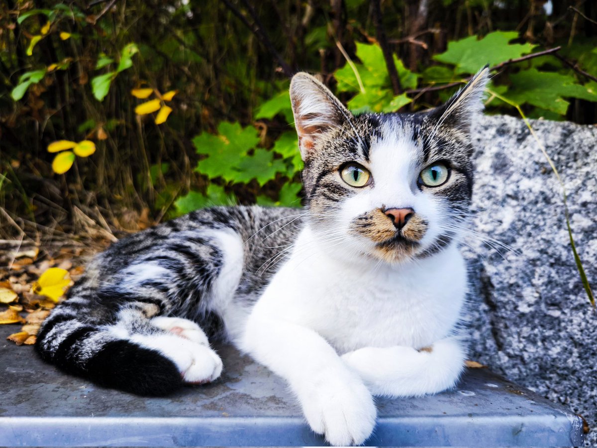 Hier gibt es nichts zu sehen. Nur eine niedliche kleine Bonnie-Katze...