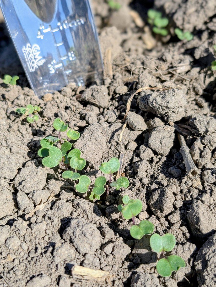 Canola trials are off to a good start!  Mercedes Replacement?  #TimeWillTell! C&amp;MSeedsResearch <a href="/thewheatteam/">The Wheat Team</a> <a href="/megnmoran/">Meghan Moran</a> <a href="/Alex_Zelem/">Alex Zelem</a>