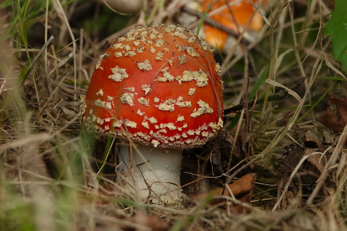 De zwam der zwammen staat weer in bloei! Tis herfst :)