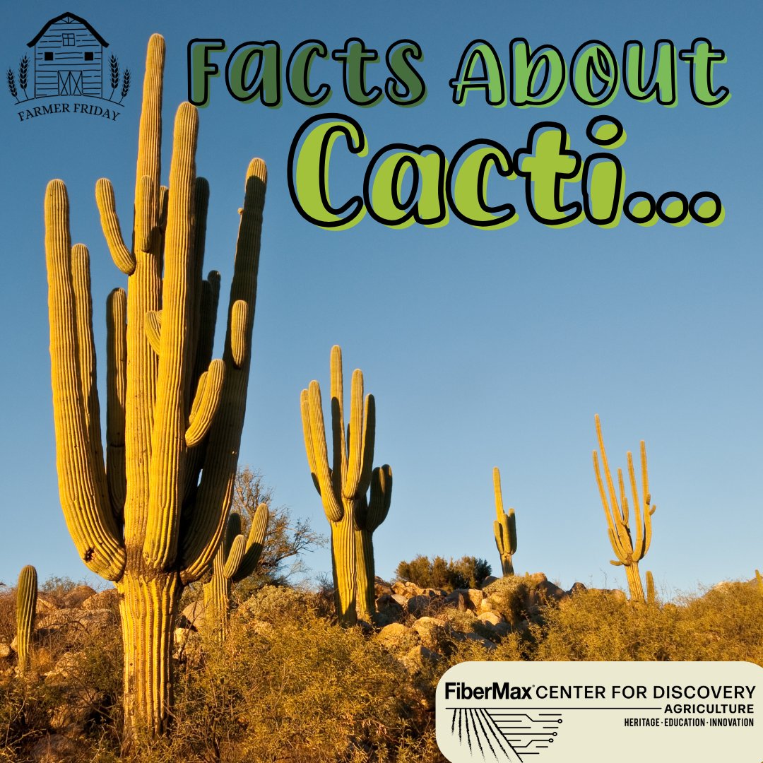 FiberMaxCenter's tweet image. Happy #FarmerFriday everyone!

This week we are taking a look at some facts about cacti in Texas.

Did you know the largest cactus in the world was a Sanguaro cactus that grew 78 feet tall before falling over in 1987?

#FCFD #AgEd #Cacti #Texas
