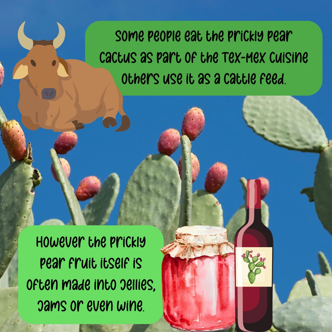 FiberMaxCenter's tweet image. Happy #FarmerFriday everyone!

This week we are taking a look at some facts about cacti in Texas.

Did you know the largest cactus in the world was a Sanguaro cactus that grew 78 feet tall before falling over in 1987?

#FCFD #AgEd #Cacti #Texas