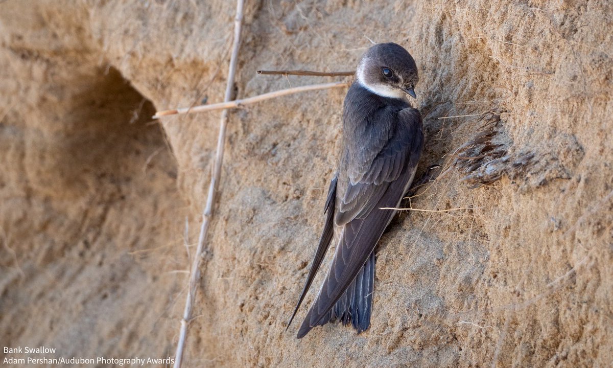 Bank Swallows, the smallest swallows in North America, build their homes in burrows they carve out of vertical sandbanks. Despite these birds’ diminutive size, they can excavate burrows up to five feet deep. Learn more with the Audubon Bird Guide: bit.ly/4nznU3t