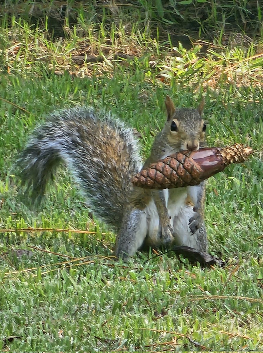 BLS_888's tweet image. Get out and touch grass. 🦶🏾 Enjoy nature and laugh today.
Wishing everyone a fabulous Friday. 🌞 🌴 🇺🇸

Squirrels crack me up. 🤣🤣