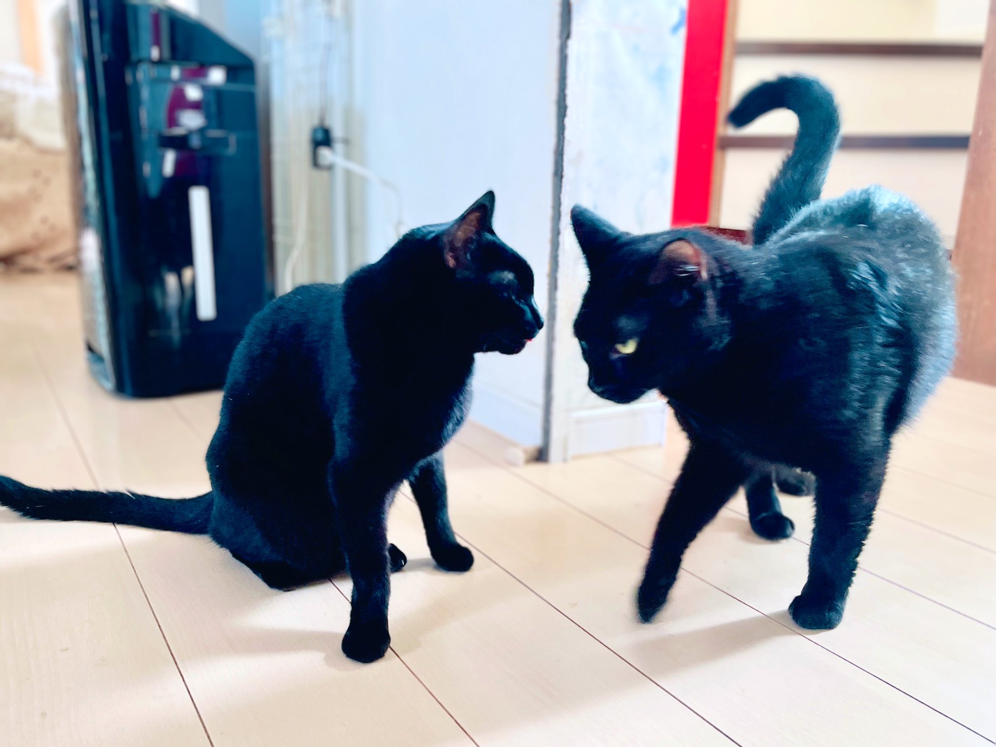 黒猫 猫野四季＊ on X: 