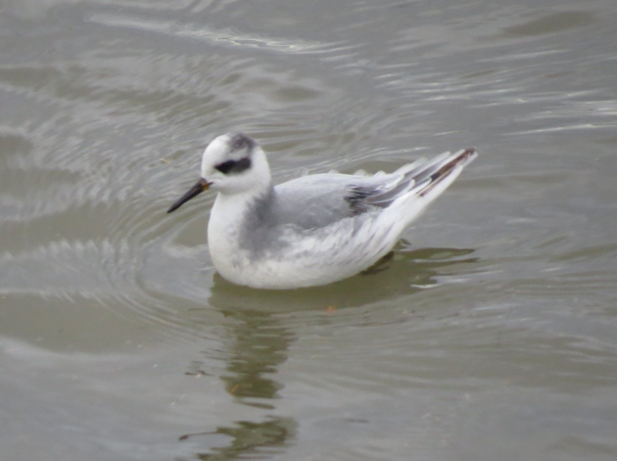 The 6 Sabines Gulls at Jackstones Pier , Aberavon show really ace views - you can even hear the calls they are so close-  Grey Phalaropes and a Black Tern gave for an amazing bit of local birding <a href="/GOWEROS1/">GOWEROS1</a>