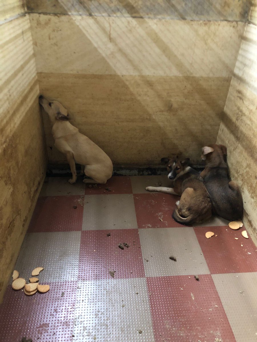 <a href="/BBMP_AHD/">Bbmp.animalhusbandry</a> <a href="/GBAChiefComm/">Maheshwar Rao.M, IAS</a> , AD South Zone, Chamrajpet Centre, where are these furkids? Picked from Jayanagar, some vague complaint, detained in filthy condition, causing trauma &amp; now these dogs have disappeared. Not dropped back. Shame! Liars &amp; scamsters!