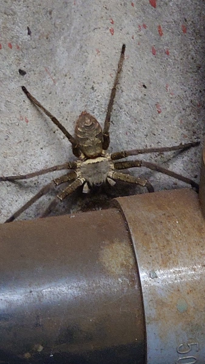 めちゃ太ってるアシダカグモいた
かわいい