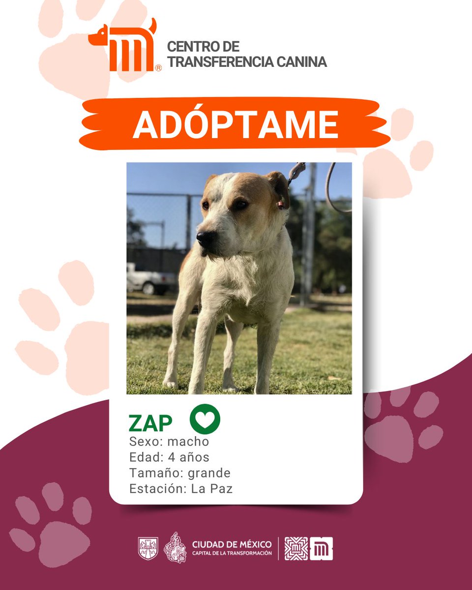MetroCDMX's tweet photo. "Zap" está en busca de una familia, si deseas darle la oportunidad de ser adoptado comunícate con el @ctcdelmetro, vía e-mail a: ctc@metro.cdmx.gob.mx  
Consulta requisitos de adopción en 👉🏼 https://t.co/vy9M5dnm1J 🐾  #AdoptaNoCompres 🐶🏡 https://t.co/5ZvcxQRuX8