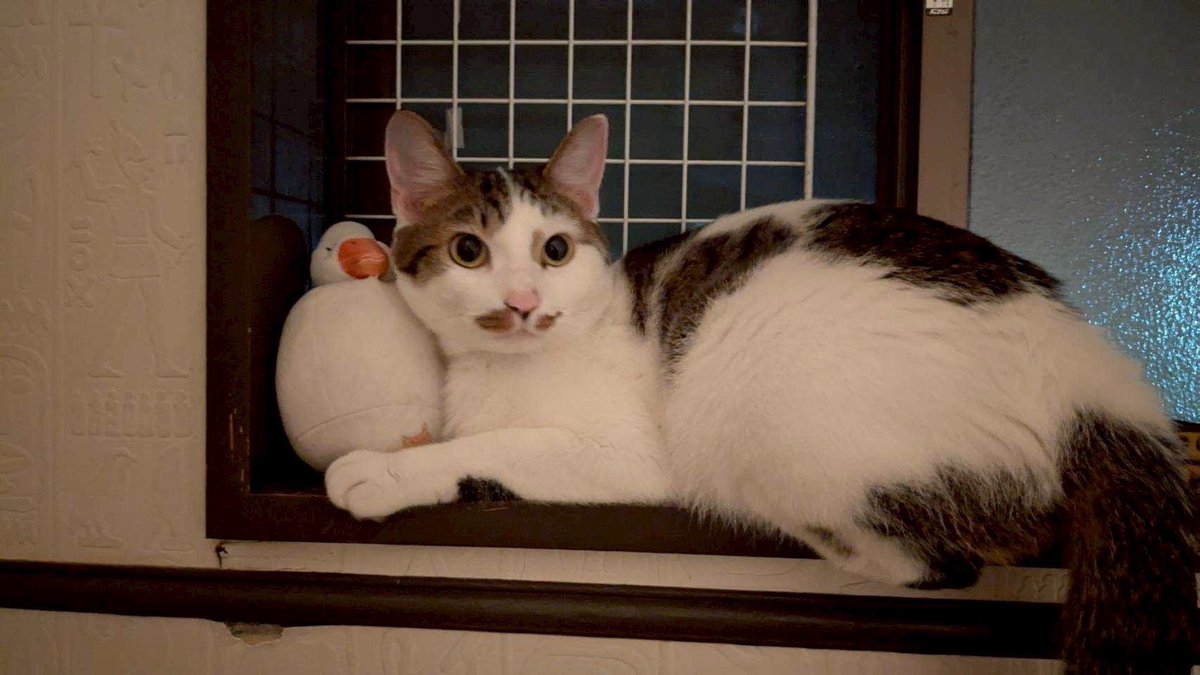 Nekochantantei's tweet photo. ⚠️ネコちゃんを探しています⚠️
見かけたら、DMお願いします🙇‍♀️

名前 まめじ君
場所 兵庫県川西市
種類 雑種
毛色 白×焦げ茶
体重 4kg
首輪 なし
特徴 ちょび髭模様あり、鍵尻尾

ID25-0919A

⚠️拡散希望⚠️
#迷子猫ゼロ協会 #迷子猫 #迷い猫 #猫探偵 #ネコ探偵 #兵庫県 #川西市 https://t.co/cy0R4nPO2N