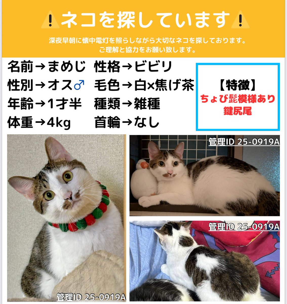 Nekochantantei's tweet photo. ⚠️ネコちゃんを探しています⚠️
見かけたら、DMお願いします🙇‍♀️

名前 まめじ君
場所 兵庫県川西市
種類 雑種
毛色 白×焦げ茶
体重 4kg
首輪 なし
特徴 ちょび髭模様あり、鍵尻尾

ID25-0919A

⚠️拡散希望⚠️
#迷子猫ゼロ協会 #迷子猫 #迷い猫 #猫探偵 #ネコ探偵 #兵庫県 #川西市 https://t.co/cy0R4nPO2N
