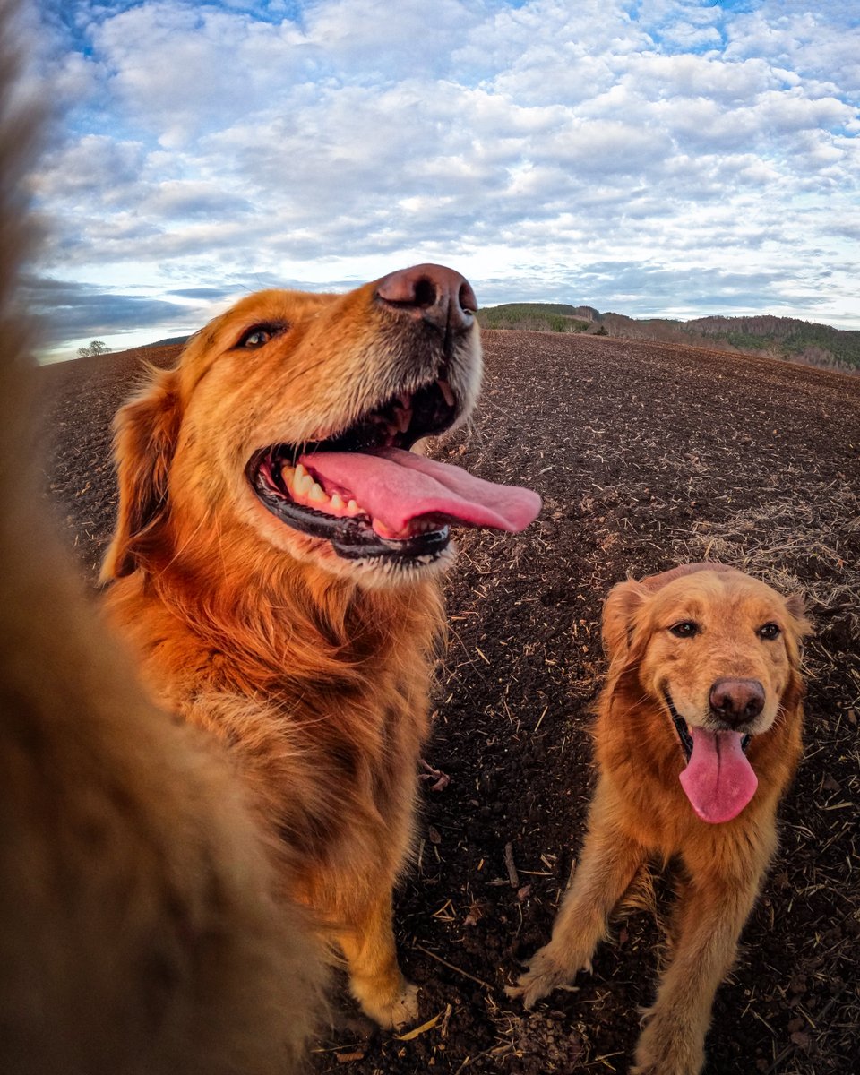 GoPro's tweet image. Photo of the Day: Reminder to snap pics with your pals 🤳 Captured by Abdia Delgado for a $100 GoPro Award

#GoPro #GoProAwards #GoProPets #GoldenRetriever #DogsOfInstagram