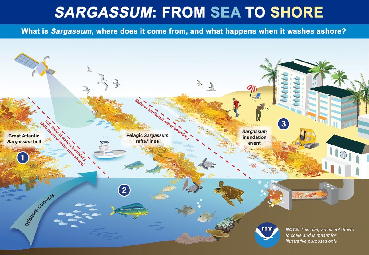 NOAA Coral Program (@noaacoral) on Twitter photo It’s sargassum! Out in the sea it’s essential fish habitat, but when sargassum mats are carried to the shore, they may affect coastal areas, tourism & public health.
Find out more about sargassum here: oceanservice.noaa.gov/news/sargassum/ It’s sargassum! Out in the sea it’s essential fish habitat, but when sargassum mats are carried to the shore, they may affect coastal areas, tourism & public health.
Find out more about sargassum here: oceanservice.noaa.gov/news/sargassum/