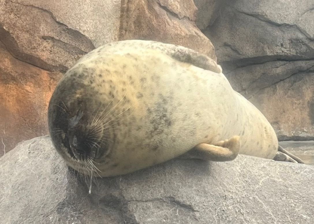 Paps (≧∀≦) tweet media