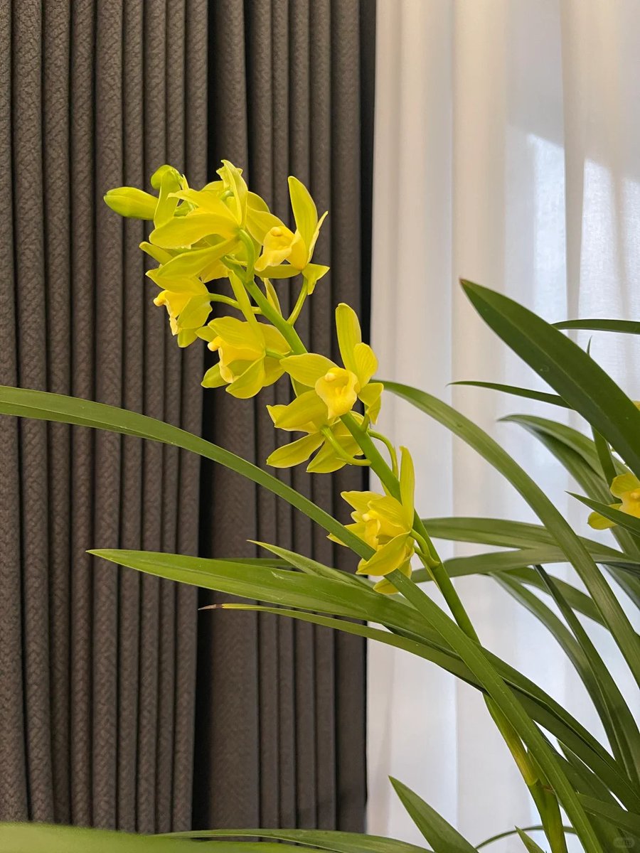 Rubykxzu's tweet image. A flower a day keeps the worries away.