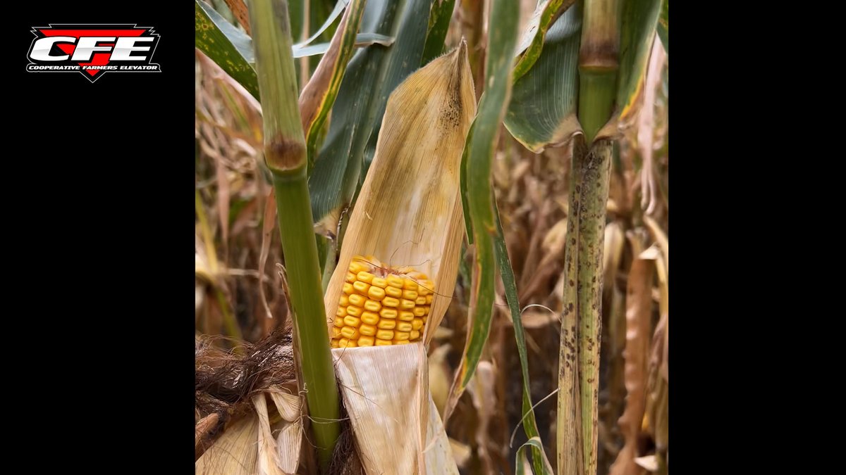 Timely herbicide application matters. Applying too late can lead to problems like this seeing portions of ears on the ground: ow.ly/Wp3750WZw5u #CFEFieldFriday