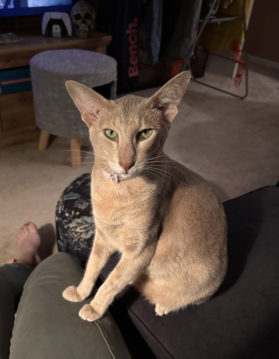 Mother, it is time for you to sleep! You must go now because we must perform our nightly ritual of me not letting you get into your bedroom! I need my hugs and kisses, NOW! #ahsokatheorientalshorthair #ahsokaandbutters #mothersbedtime #nightlyritual #needmyroutine #ownedbyacat