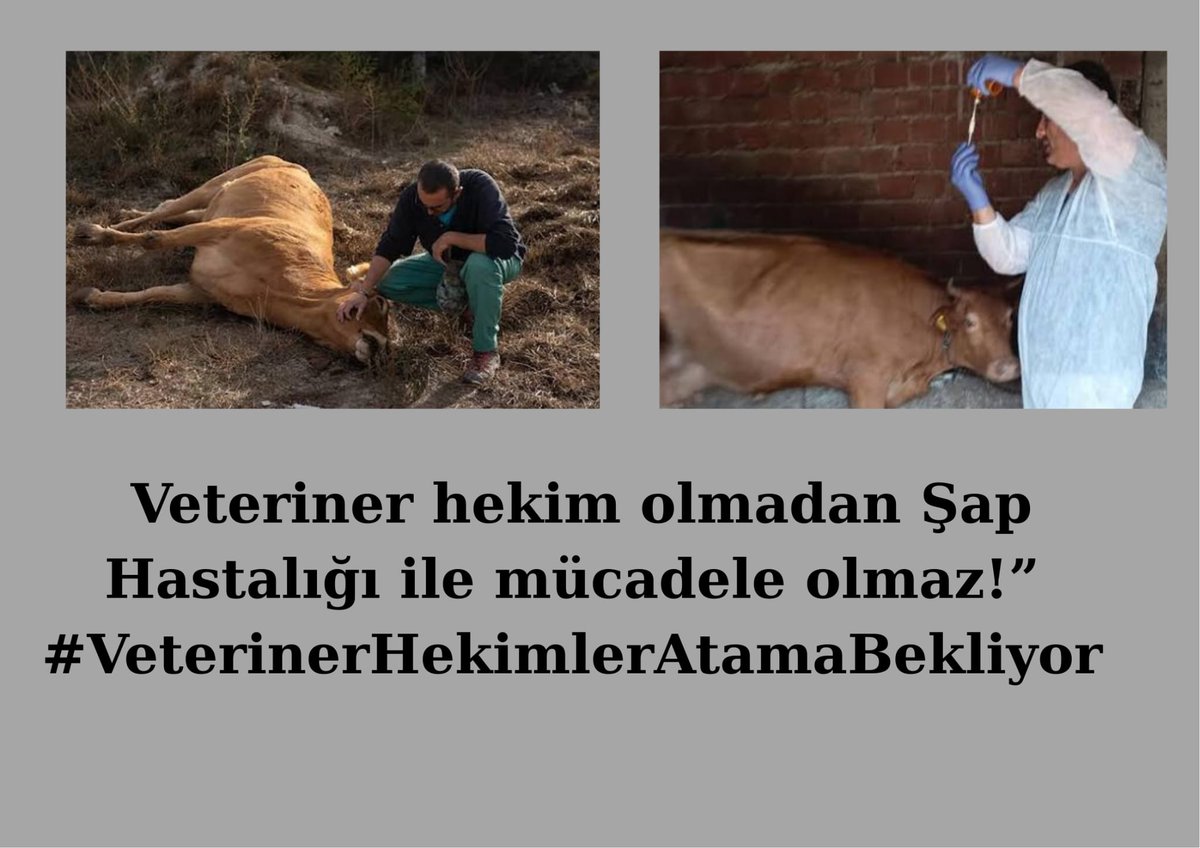 Veteriner hekimlerin asıl görevi üretici olmak değil üreticinin yanında olmaktır. 

#VeterinerHekimlerAtamaBekliyor 

<a href="/tcbestepe/">T.C. Cumhurbaşkanlığı</a>  <a href="/_cevdetyilmaz/">Cevdet Yılmaz</a>  <a href="/TCTarim/">T.C. Tarım ve Orman Bakanlığı</a>  <a href="/ibrahimyumakli/">İbrahim Yumaklı</a> <a href="/AhmetGumen/">Ahmet GÜMEN</a> <a href="/Seyfullahaslntk/">Seyfullah Arslantürk</a> <a href="/TR_HAYGEM/">Hayvancılık Genel Müdürlüğü</a> <a href="/merkezkonseyi/">Türk Veteriner Hekimleri Birliği</a> <a href="/VetHekimSen/">Veteriner Hekim-Sen</a>