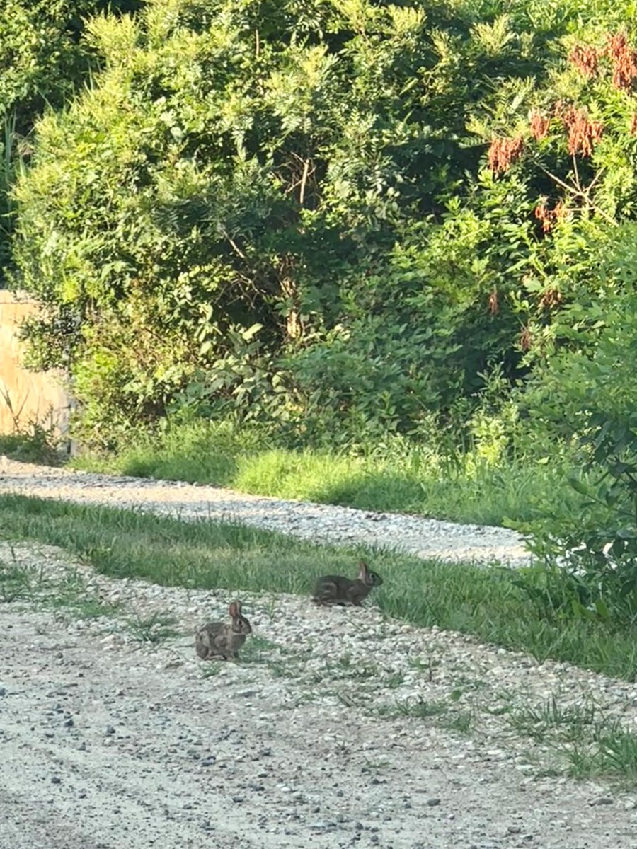 Aside from their cuteness, the eastern cottontail's large ears play an important role in survival. An eastern cottontail can rotate its ears up to 180 degrees! This adaptation allows the rabbit to navigate where a sound is coming from and determine if it is a predator.