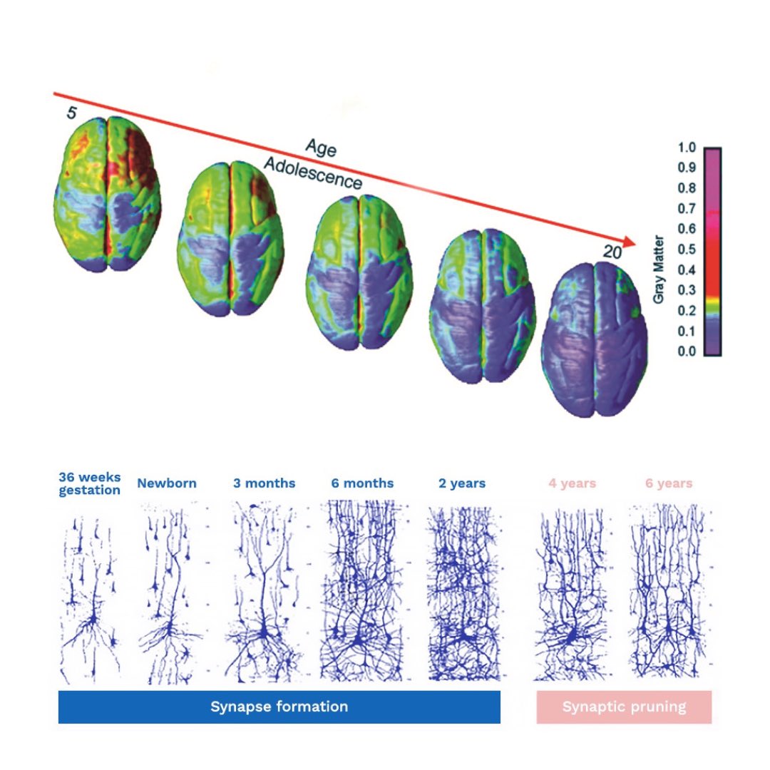 As many as 30,000 synapses are lost per second in the cortex of a growing adolescent.