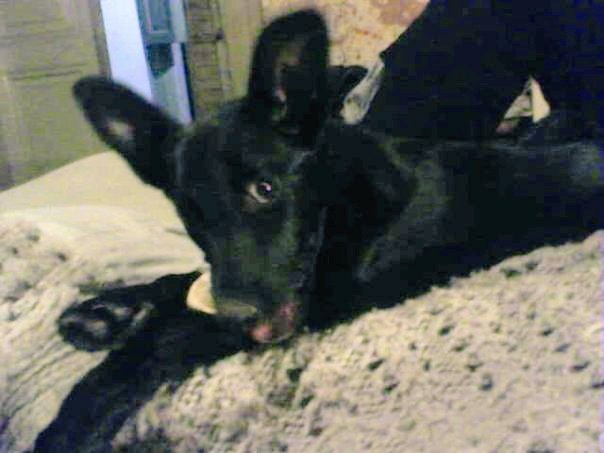 #MiFotoBang a la semana de adoptarla...
Hoy tiene 16 años ❤️❤️❤️