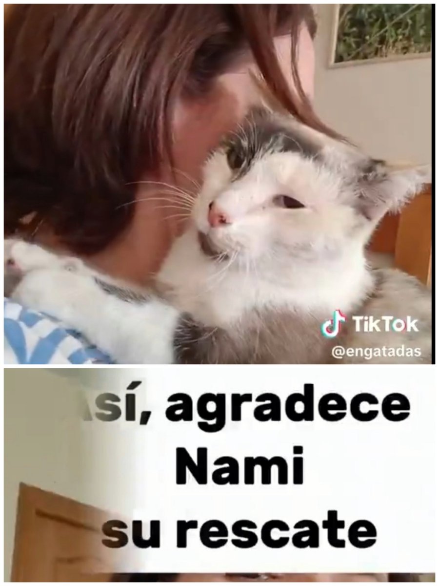 ¡ASI AGRADECE NAMI SU RESCATE!
¿Quieres los mimos felinos más dulces? 
Nami es agradecida y cariñosa y merece a una persona tan especial como ella 
Escribe a <a href="/enGatadas_AB/">enGatadas</a>  
#AdoptarEsLaClave
#AdoptaNoCompres