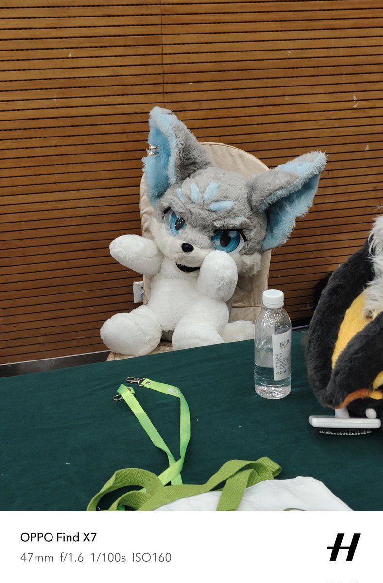 迟到的毛五让小小啵来营业啦
#FursuitFriday
