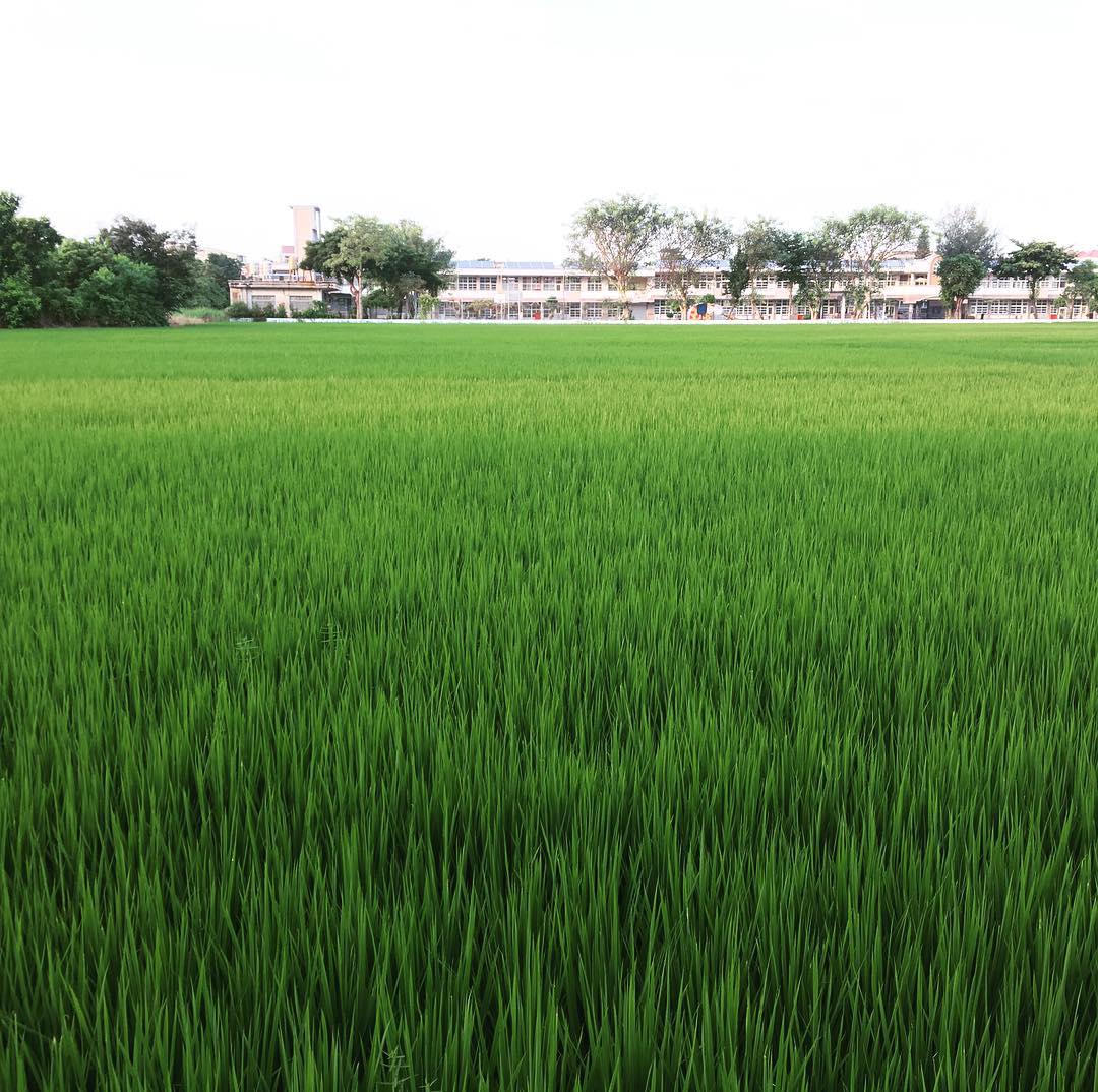 🌿 Endless shades of green, endless calm. A quiet reminder that simplicity is its own kind of beauty. 📷#Nature #GreenFields #PeacefulMoments