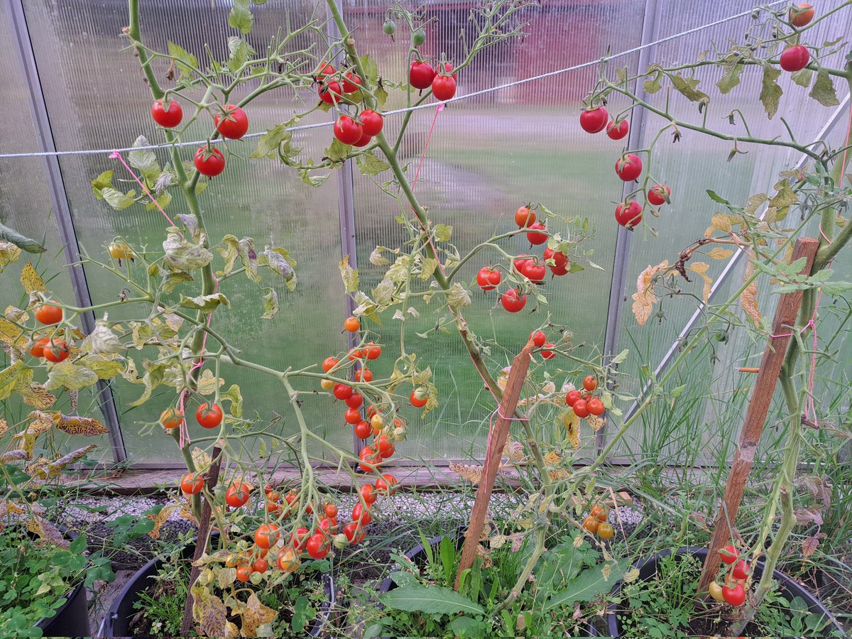 PerEdberg1's tweet image. Egna tomater i stugans växthus! #hållbarutveckling #självförsörjande #natur #miljö #klimat