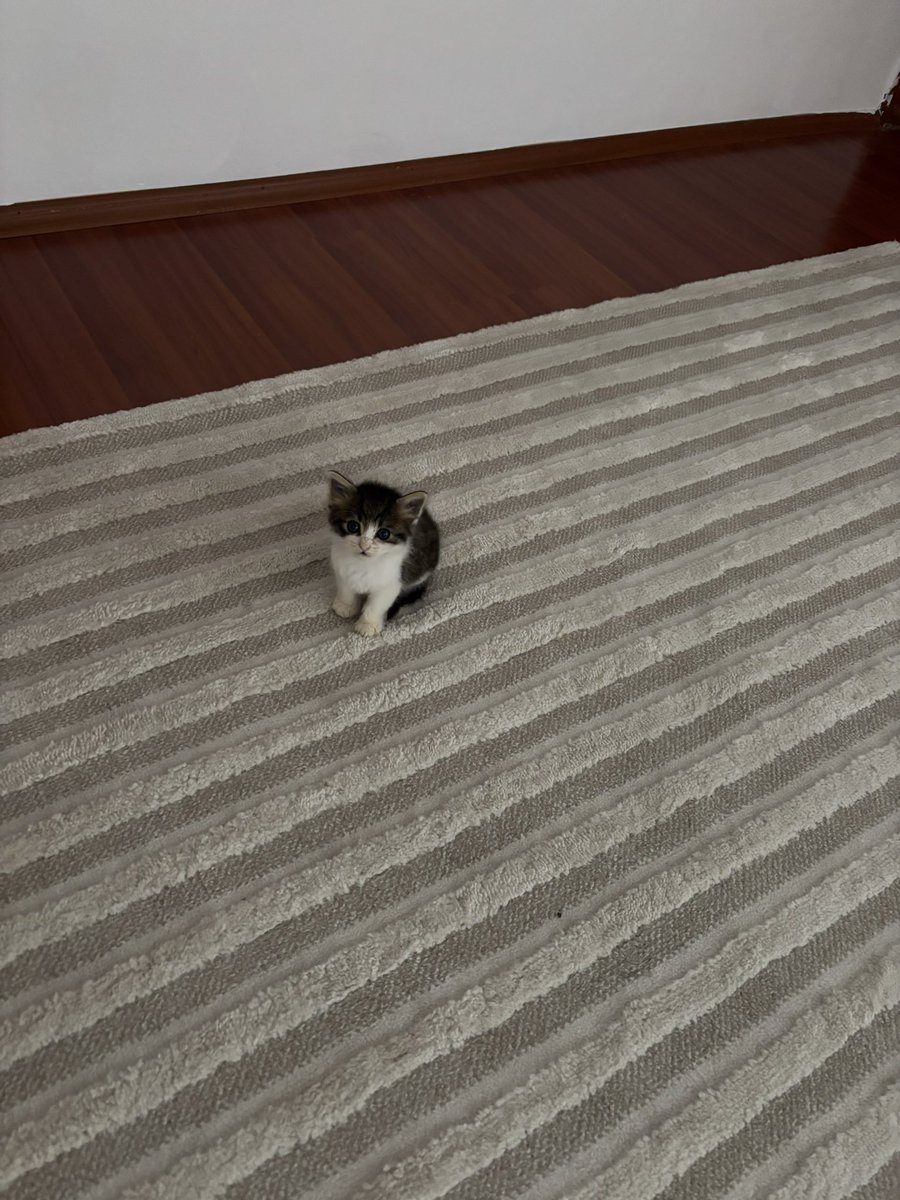 İSTANBUL ANADOLU YAKASINDA ACİL YUVA ARIYORUZZZZZZZZ