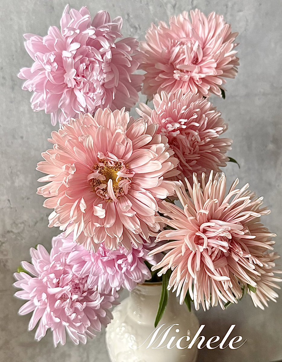 It’s a #PinkFriday 🤗 Gorgeous asters I grew from seed…they didn’t make it easy but they were worth it! 🌸💗 #flowers #gardeningx #mygarden #GardeningTwitter #garden #FlowersOnX #FlowersOfX #flowerphotography #FlowersOnFriday #FlowerLove #NatureBeauty